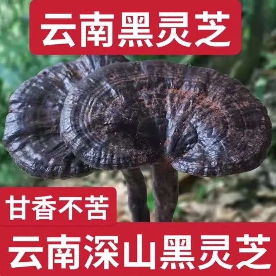 野灵芝云南深山野生黑灵芝正品灵芝整朵可切片干货野生黑灵芝