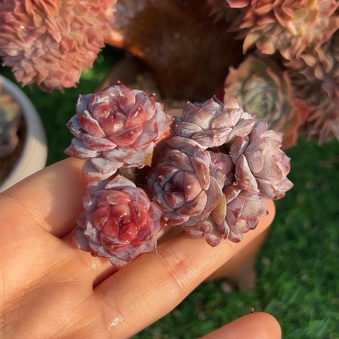 星*pojlututjutututulvtukjlujjkk