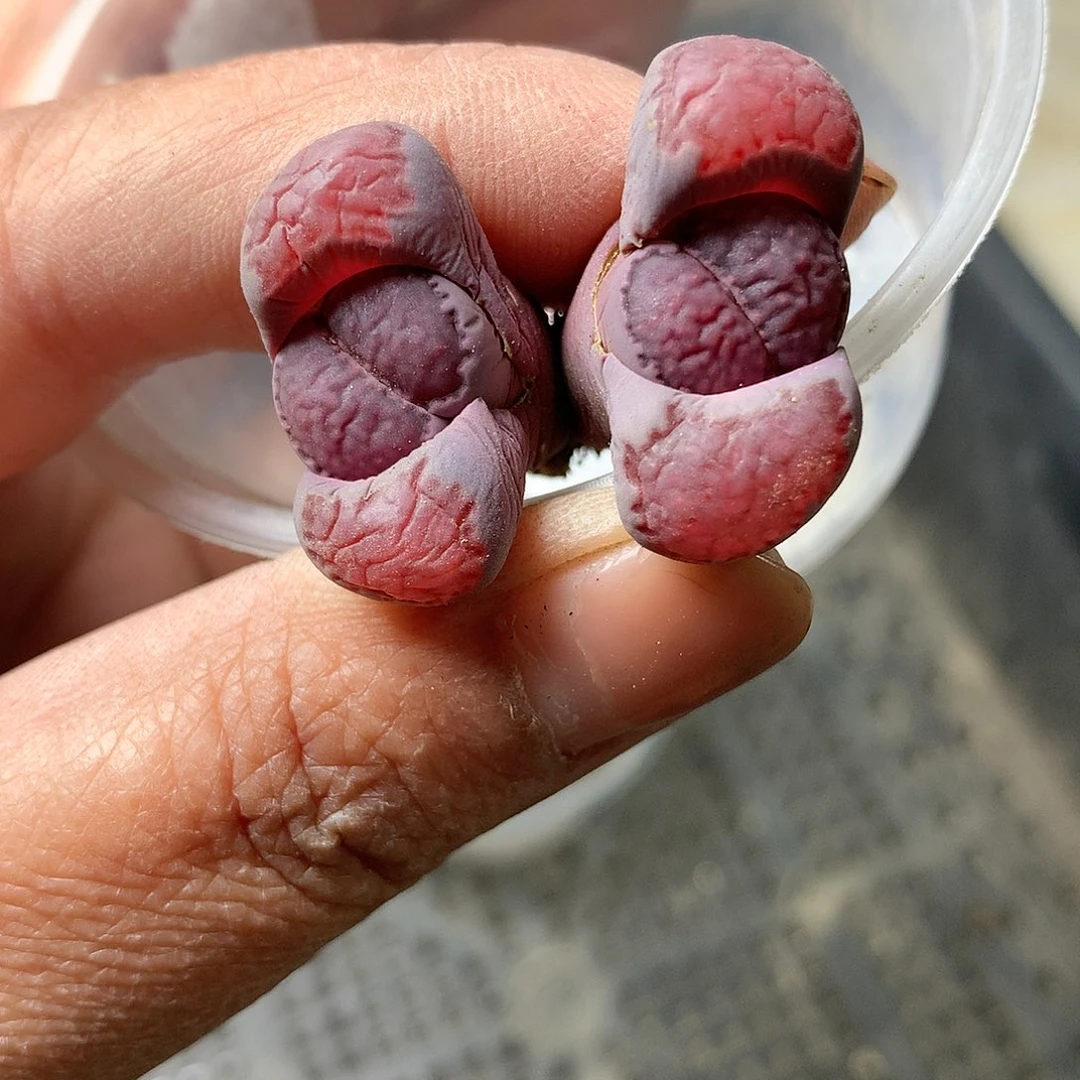 C774多肉植物保护研究所