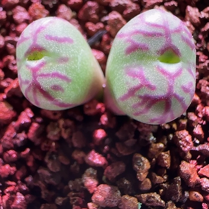 哈哈哈哈哈哈哈。 907