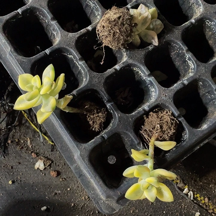 美杏锦1元带土发货