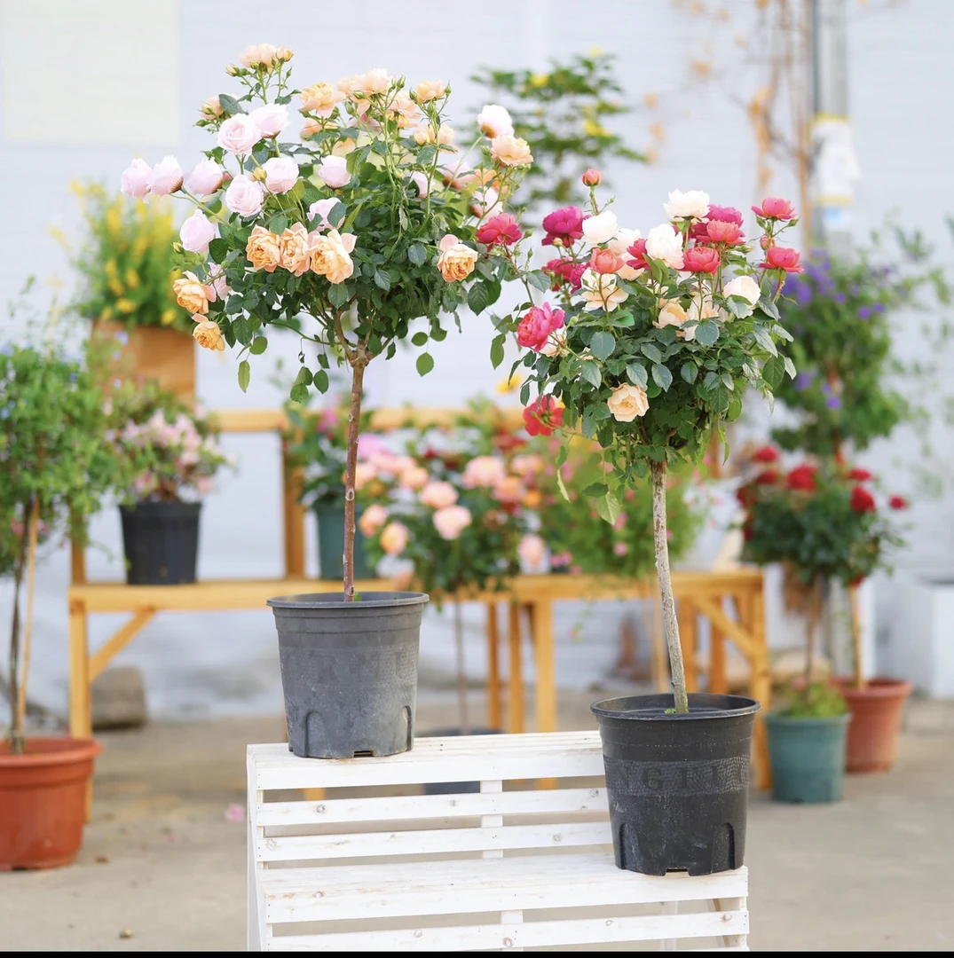 【加大加高1.1-1.3米】腾彩虹超大冠幅棒棒糖月季3-6色变色龙