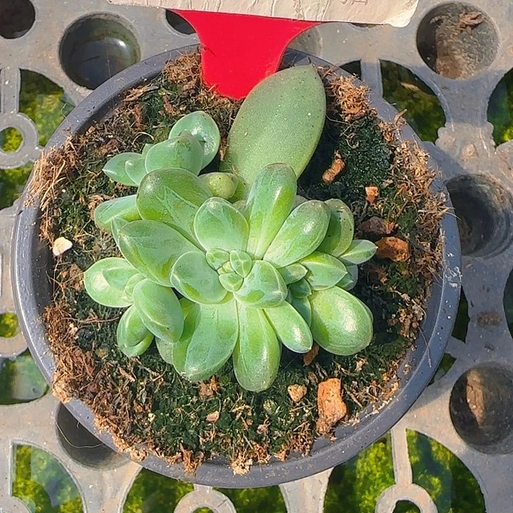 雨花石094多肉植物