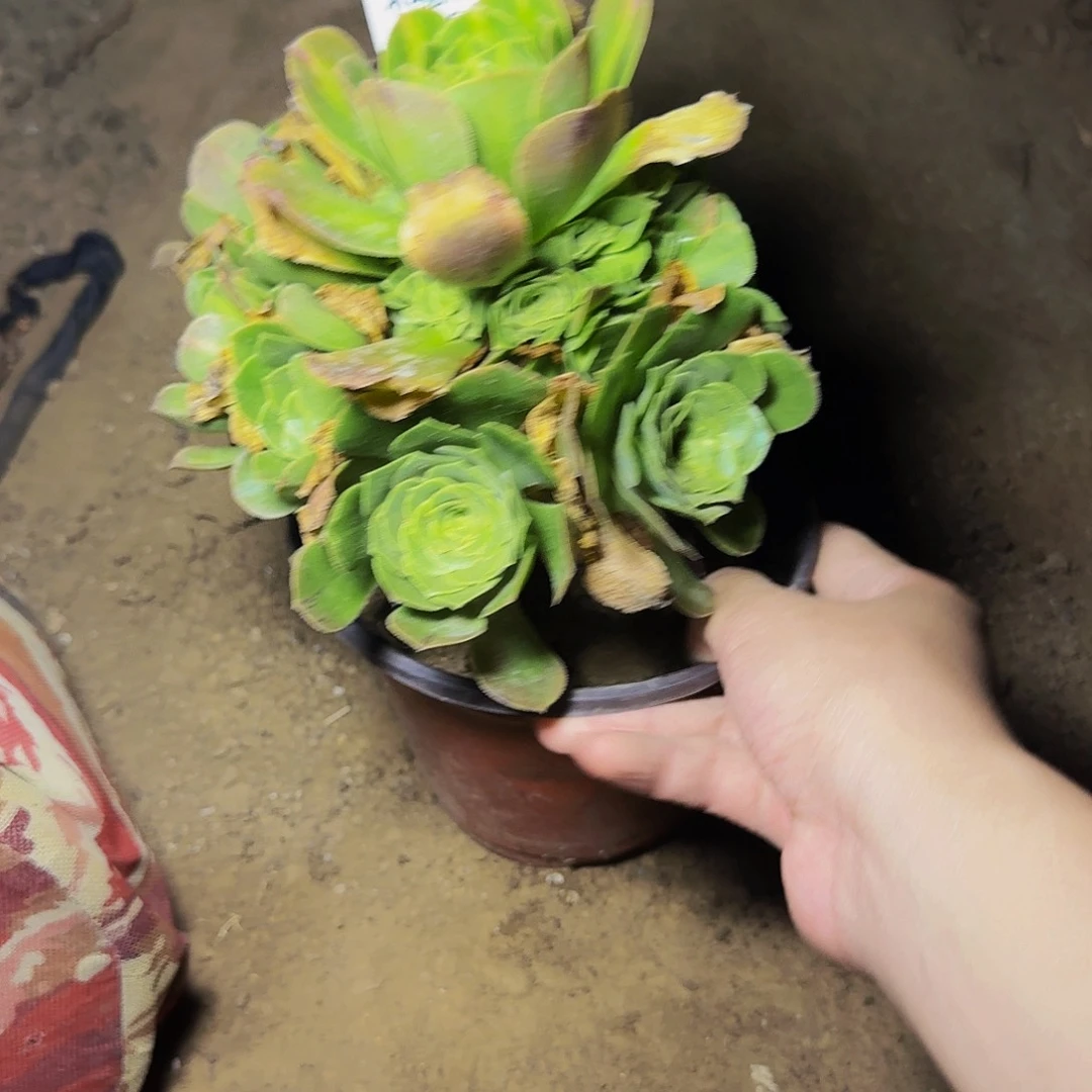 034翡翠琉璃多肉法师的