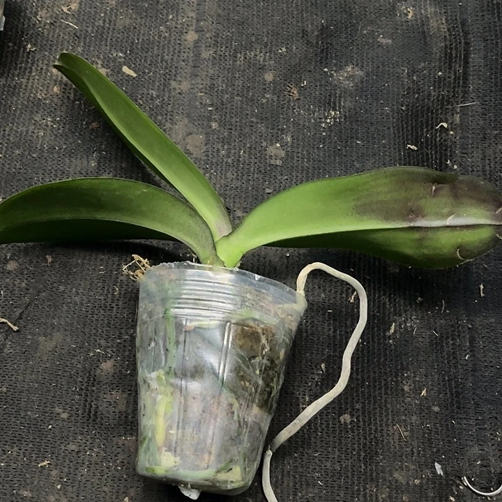 当前无花栽培后可以开花实生3.0带剑