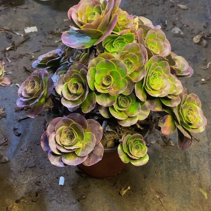 魅金多肉断头不包4186