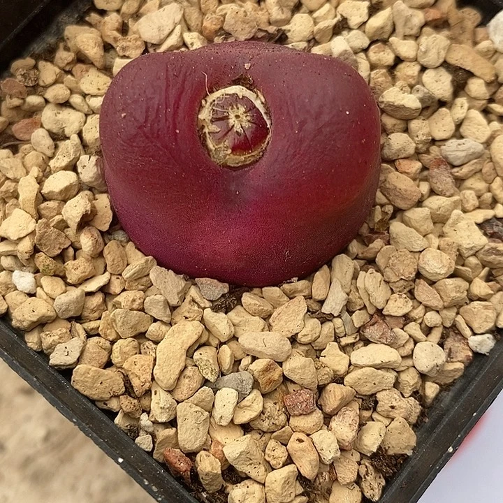 526母本单头一颗。