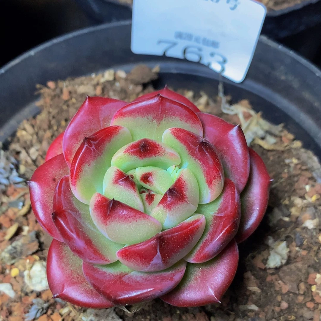 【闪购商品】云763