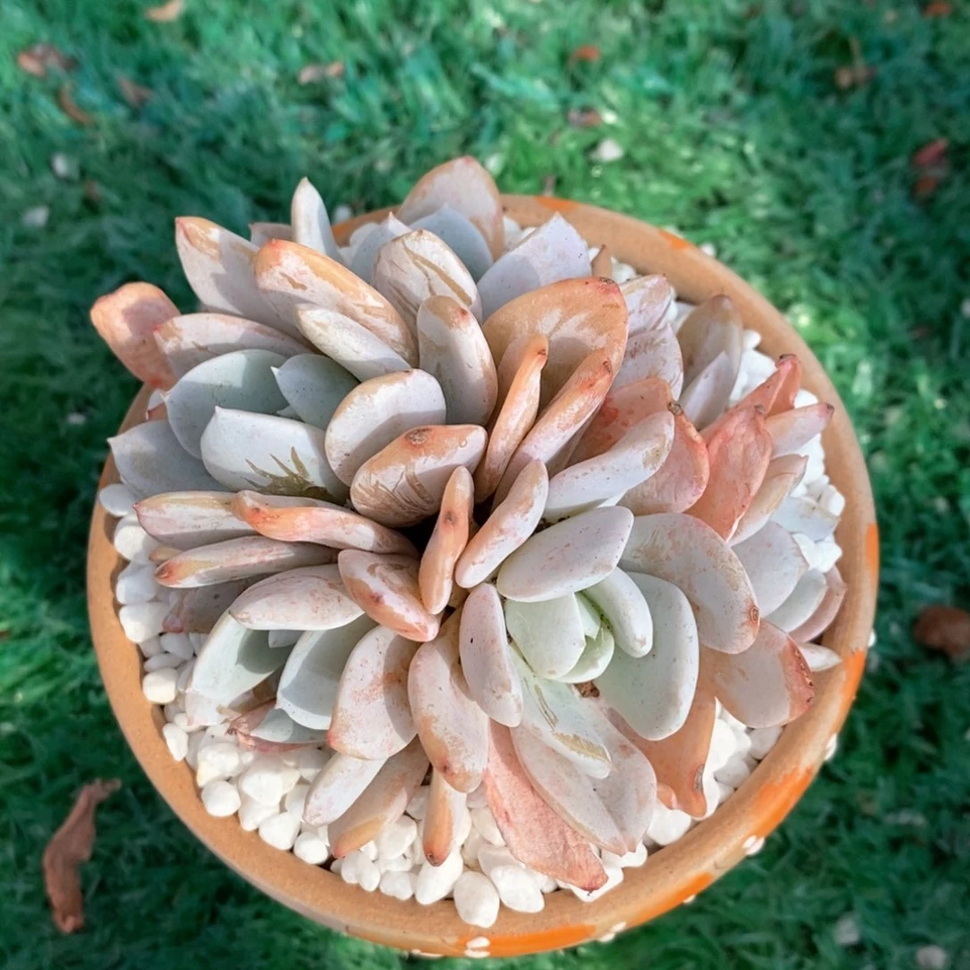 雪特朵朵多肉植物盆栽