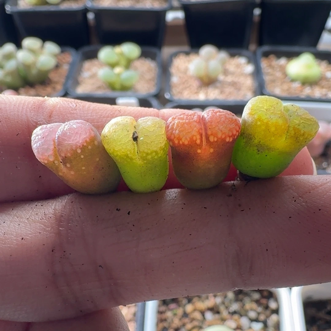 风铃玉4颗1左右3535