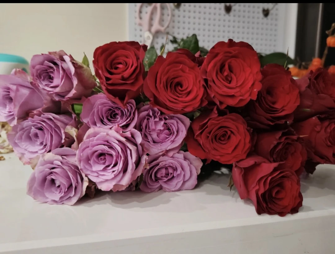 高原红20支+紫色系玫瑰20支（累计10支内不售后）+营养剂