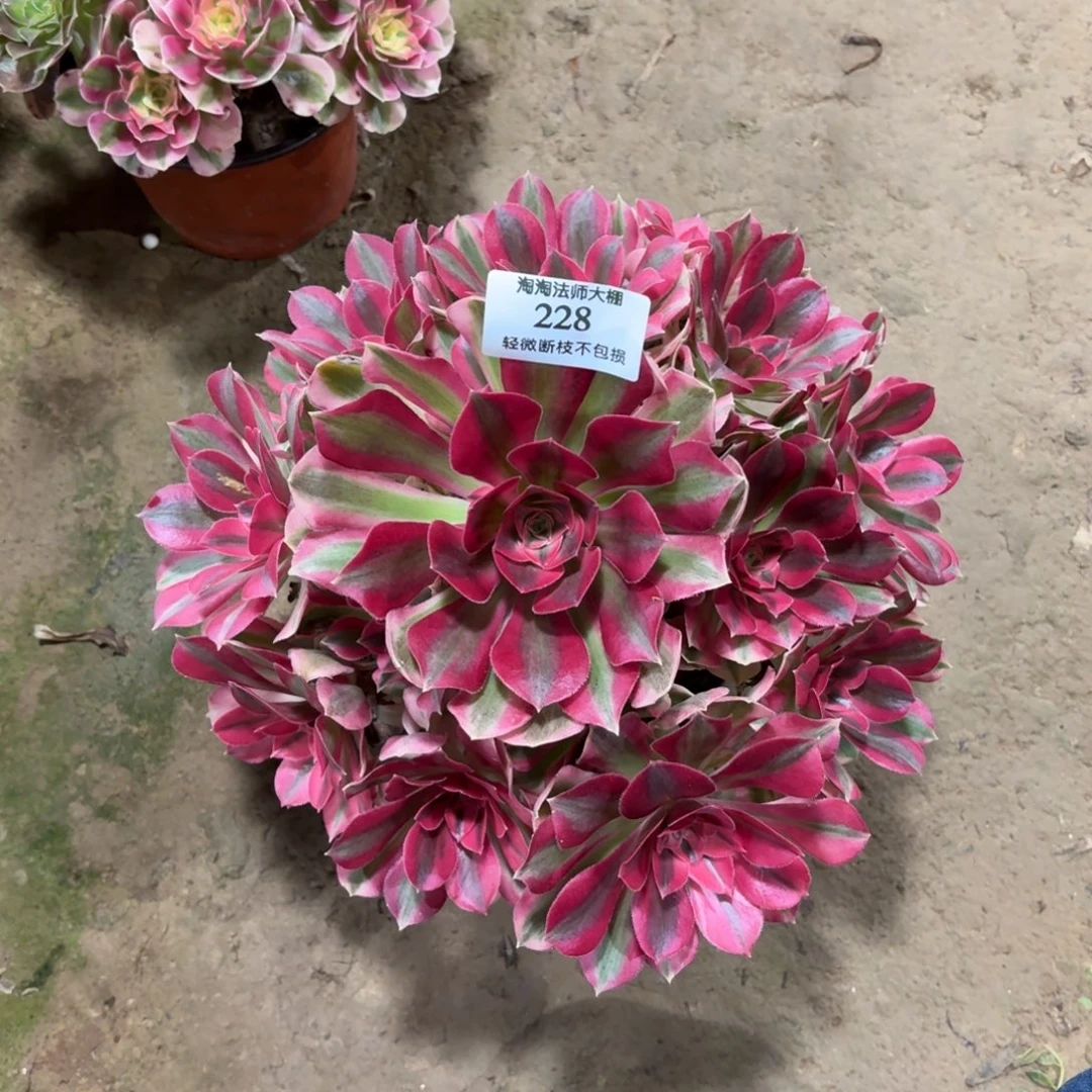 228粉女郎多肉植物法师