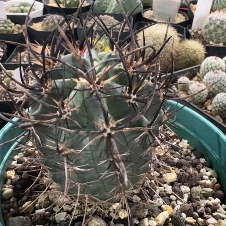 黑刺林氏幻虾实生仙人球