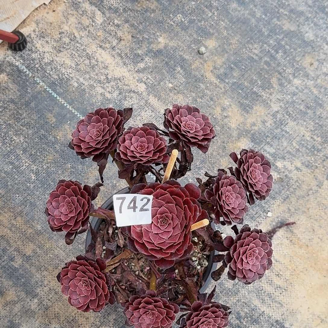 742黑铜壶半木质桩