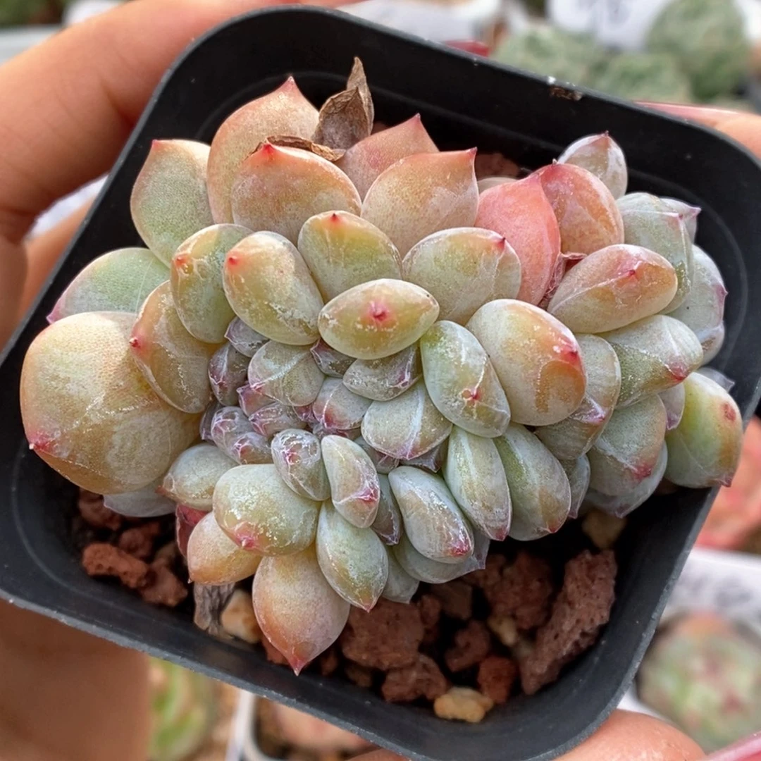 星影缀化可拍945号