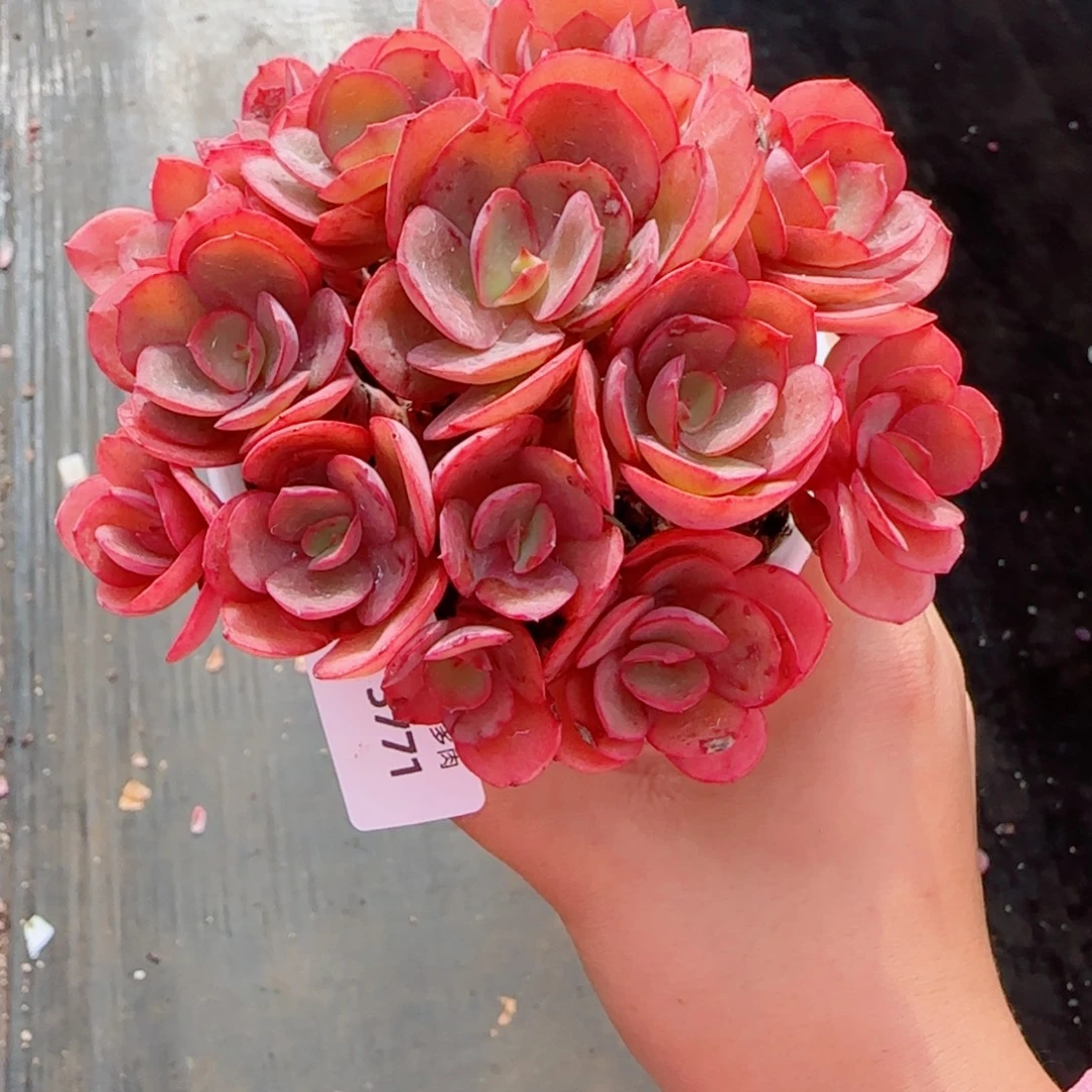 M***y秀妍，5771多肉植物