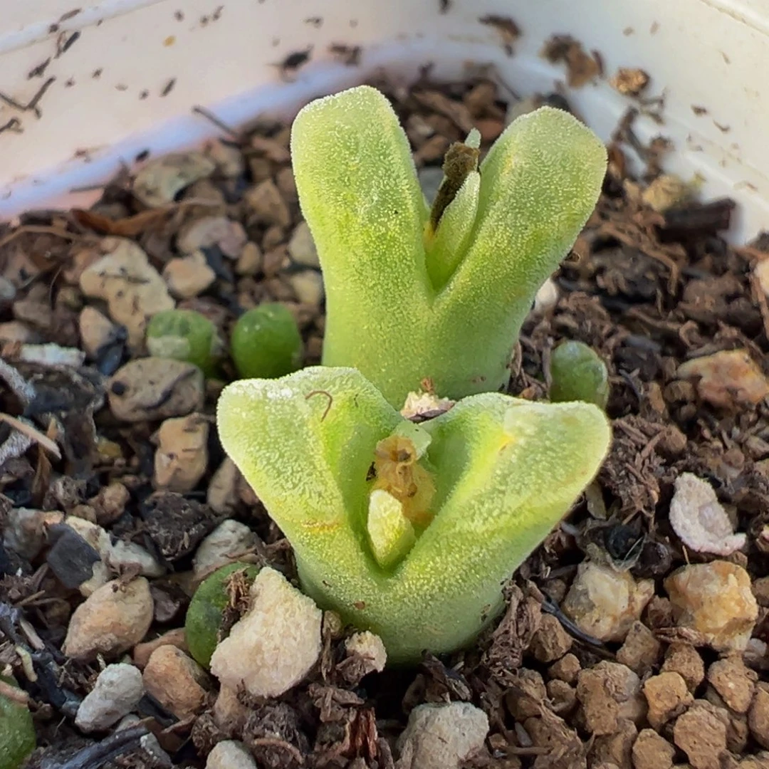 018多肉植物种类多样