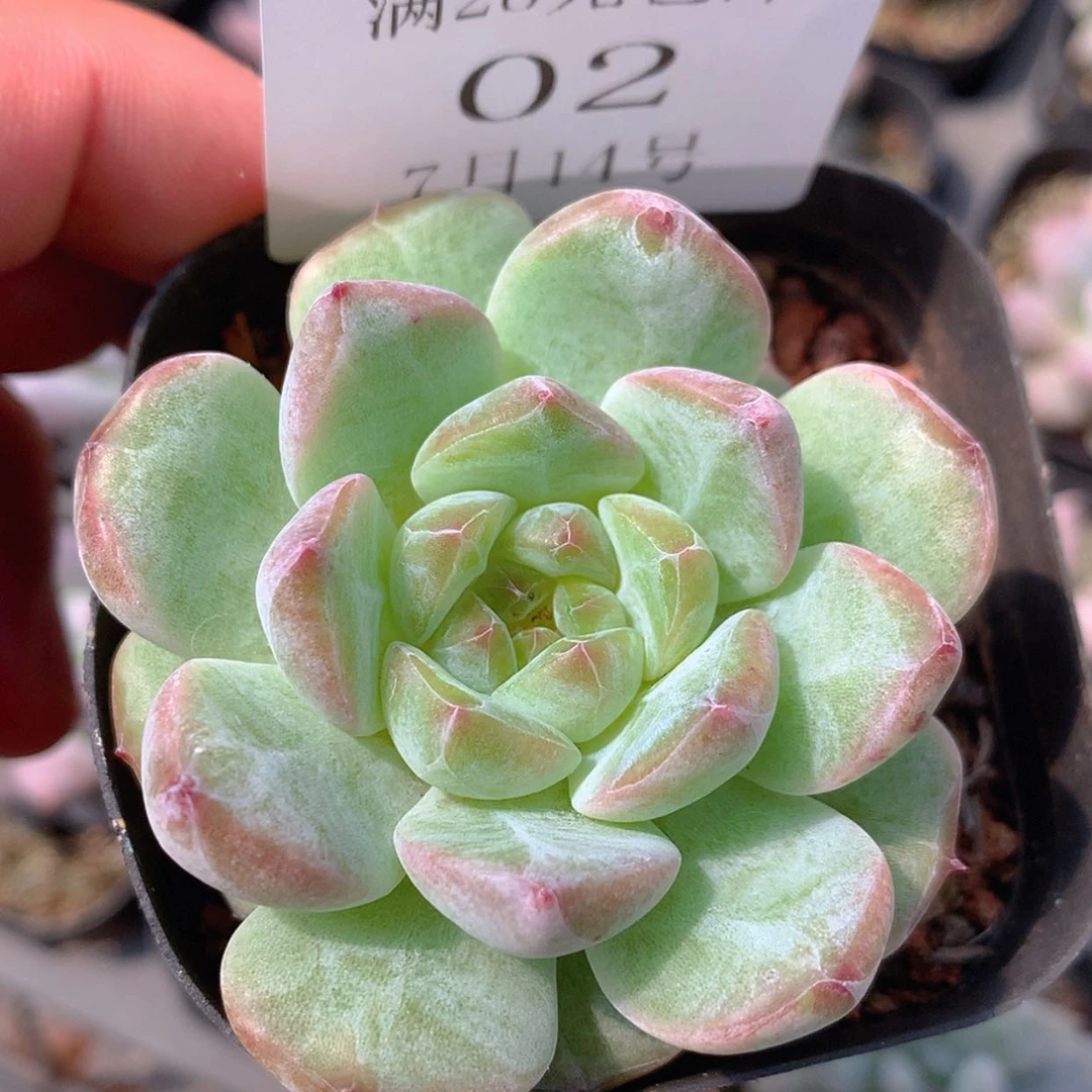 【闪购商品】云02号