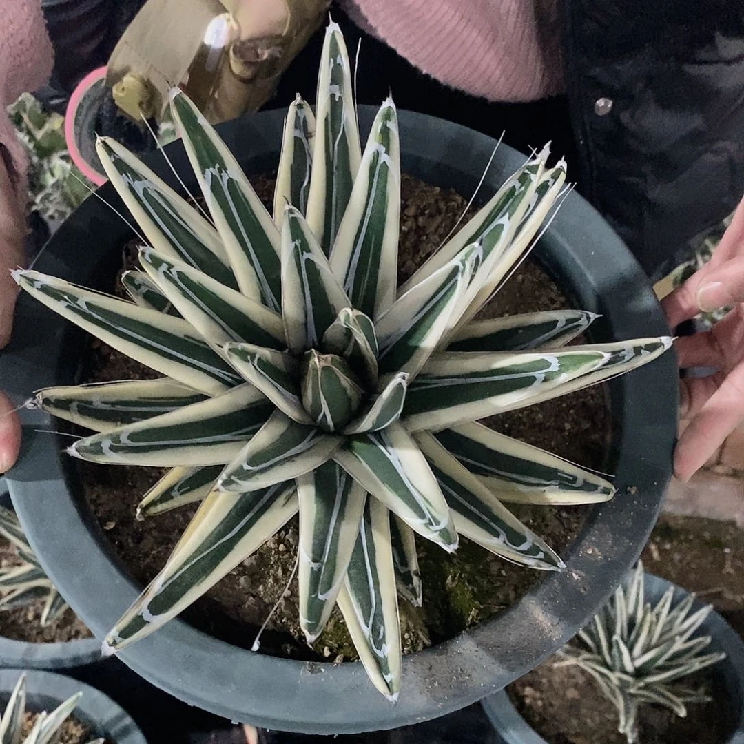 冰山一物一拍22公分左右