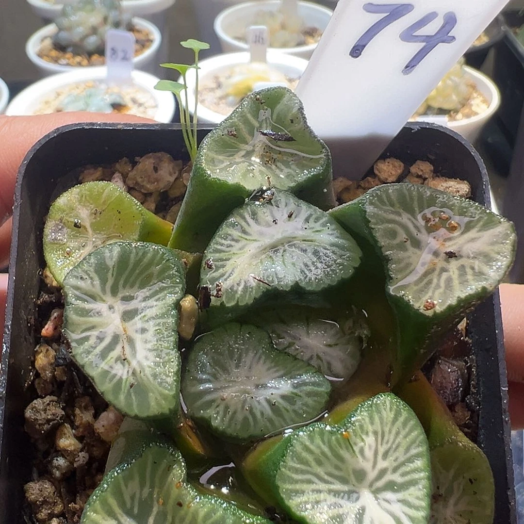 74号白妙万象特价处理