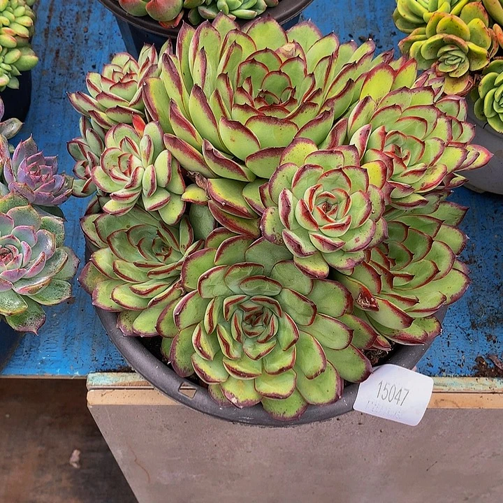 布****     肉酱玫瑰多肉15047