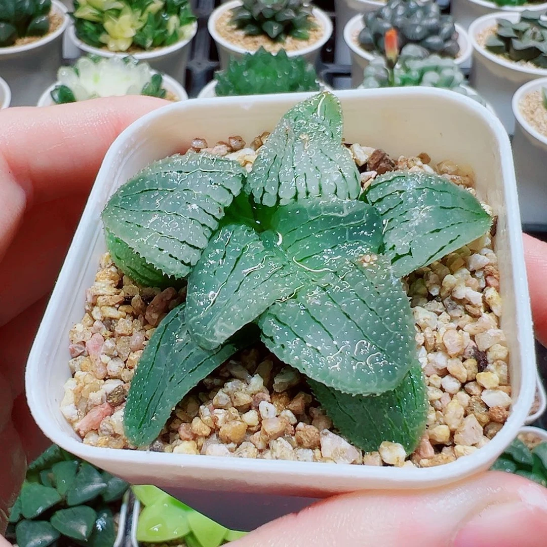 福利，天空之镜，8.8，6666