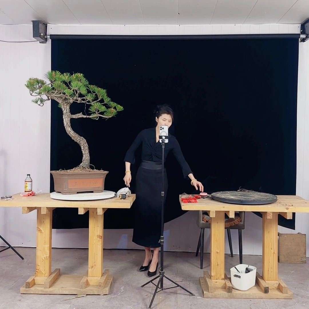 徽**播黑松盆景直播间