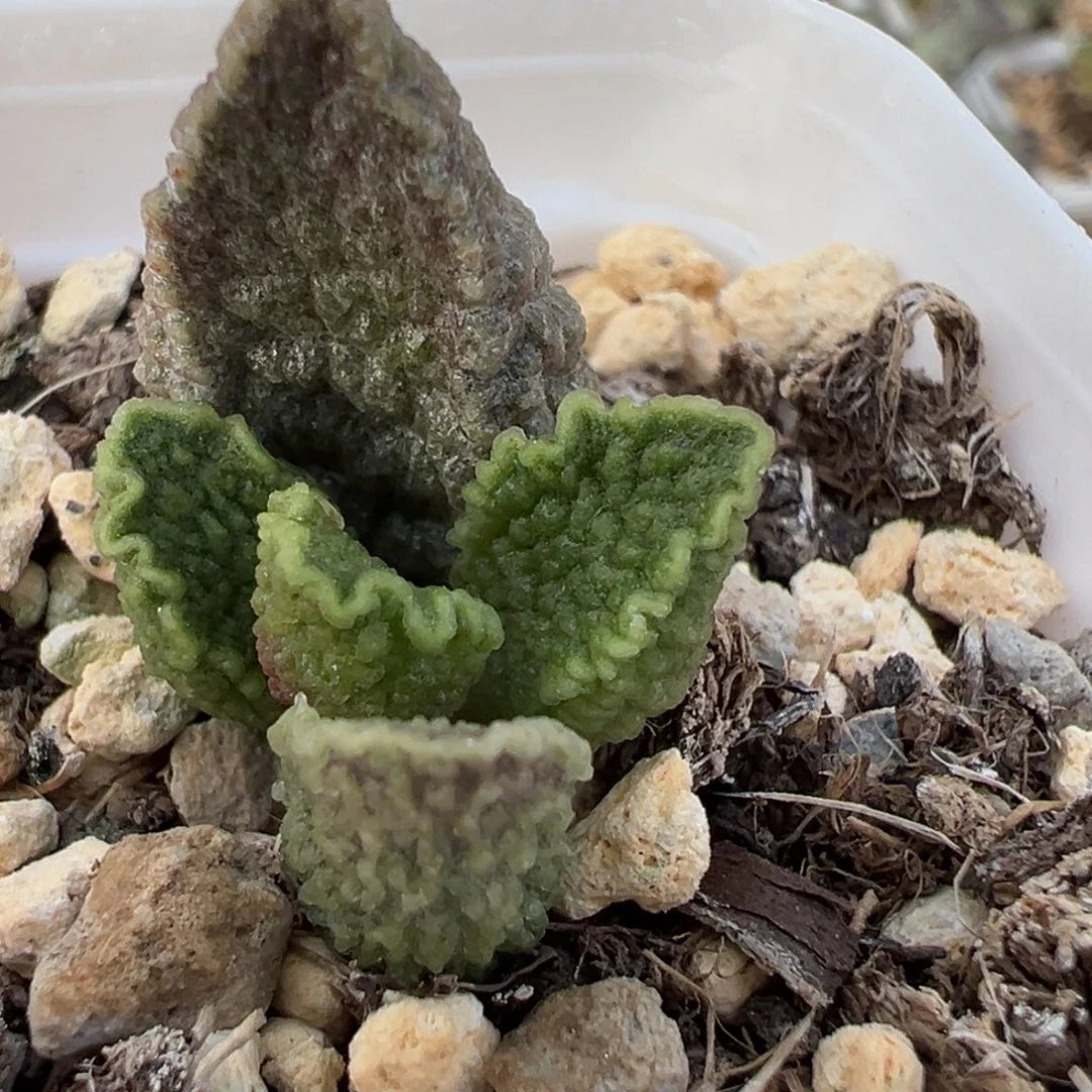 实生新品大苗多肉植物水泡