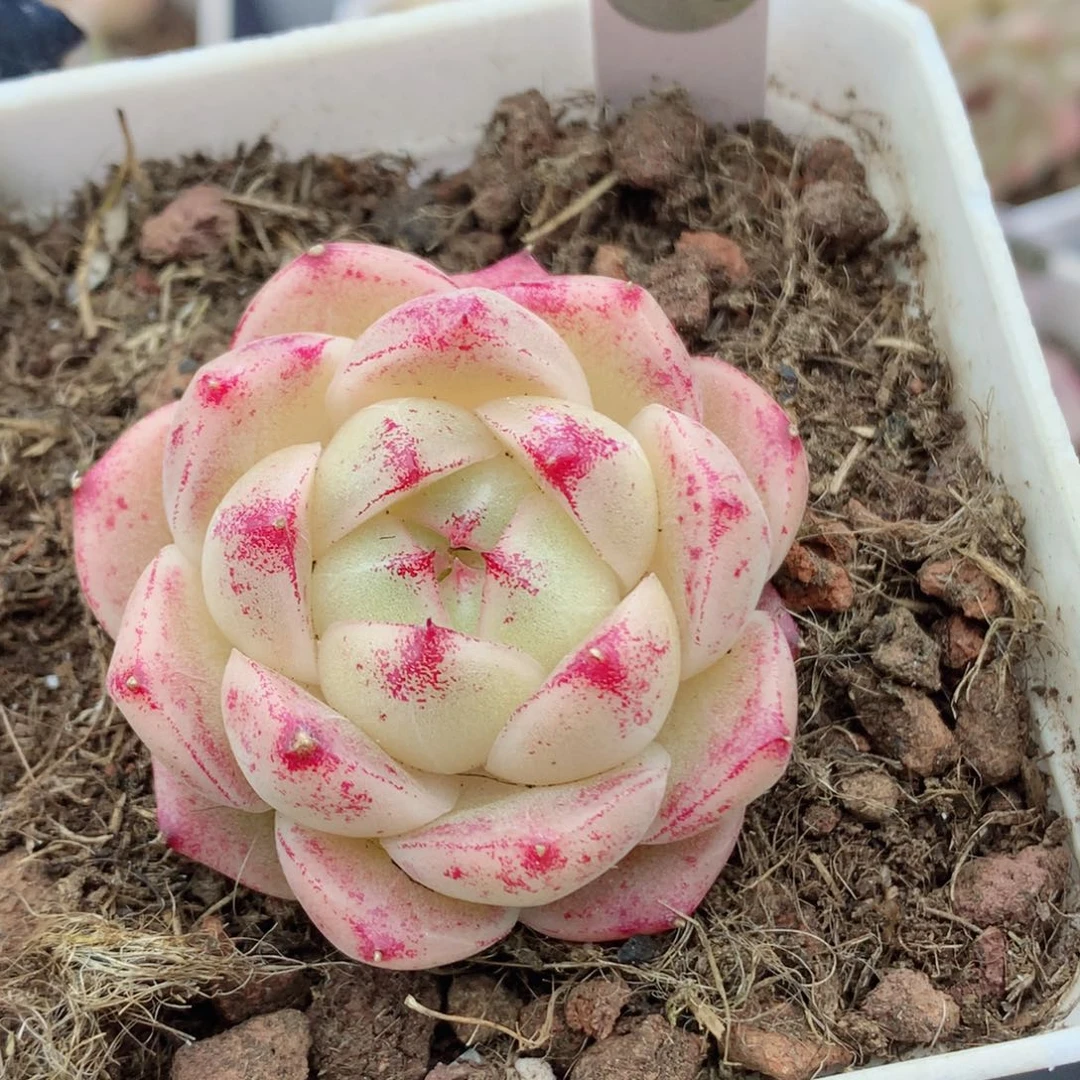 麦秆58包邮  群生不包整268