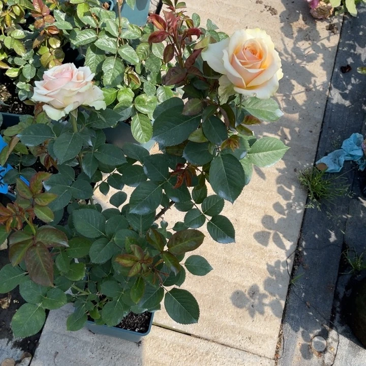 迪威纳 福利款月季