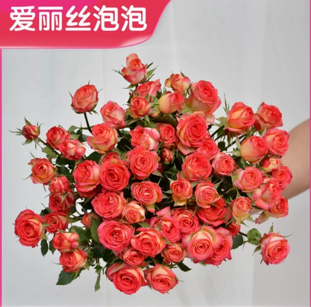 多头爱丽丝玫瑰泡泡家用水养鲜花云南直发