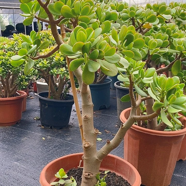 无花朵大叶姬红一物一拍多肉植物