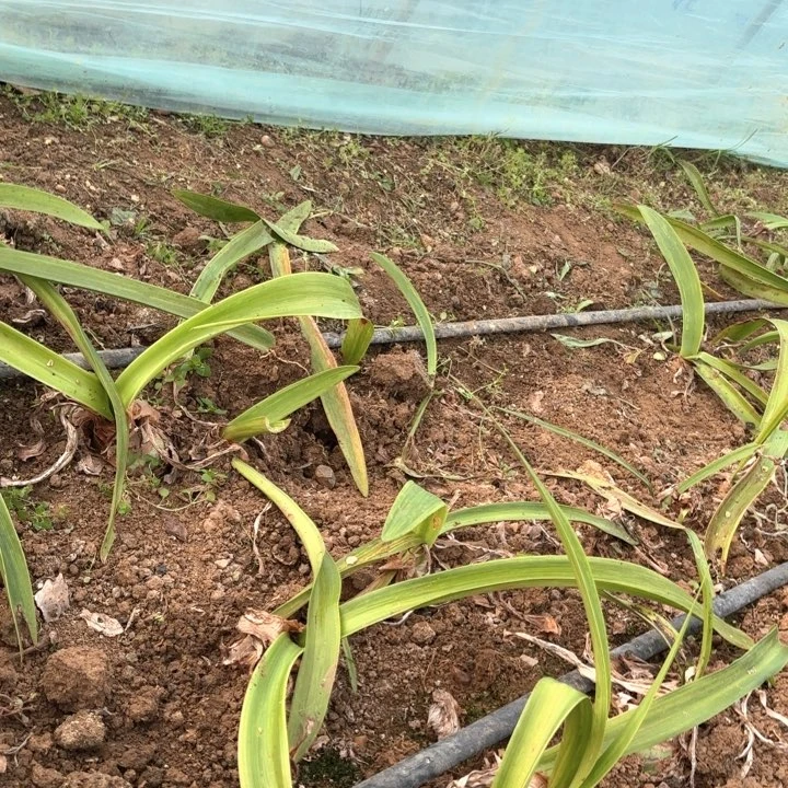 无花朵1**1花生饼菠萝包