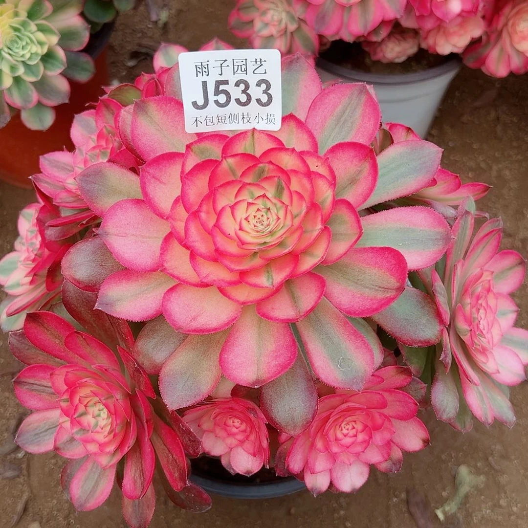 533荔枝尺寸23左右