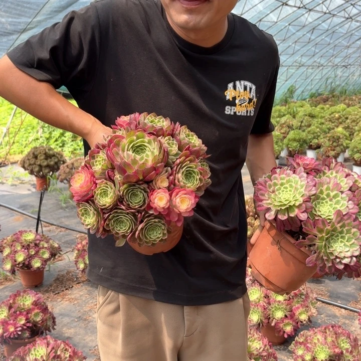 正版海王好看好养