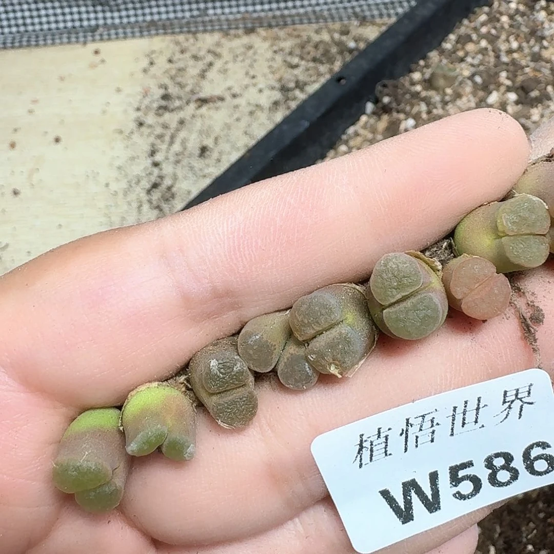 对W多肉植物哇多肉植物哇