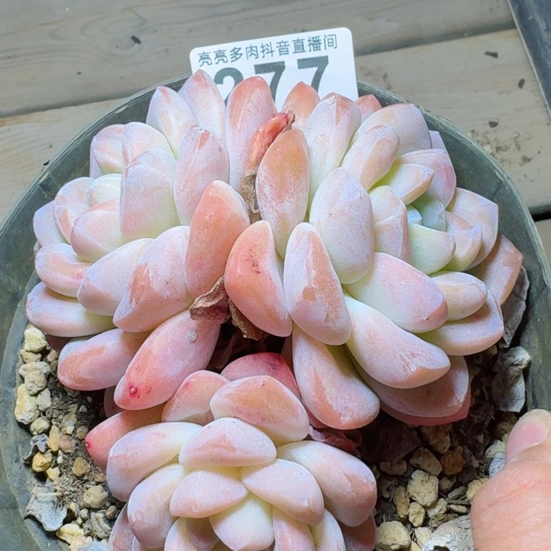 粉冰玉长腿         多肉植物