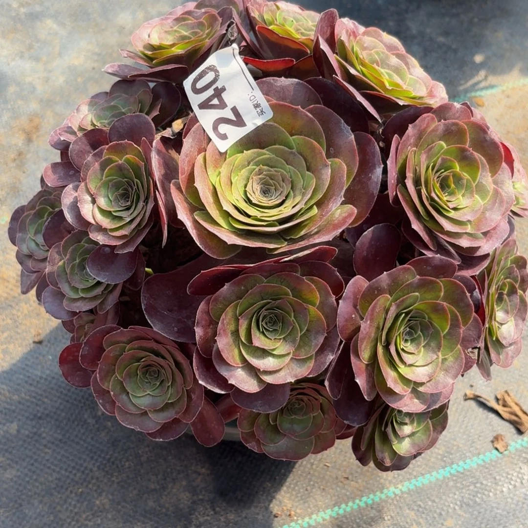 240魅金多肉植物福利