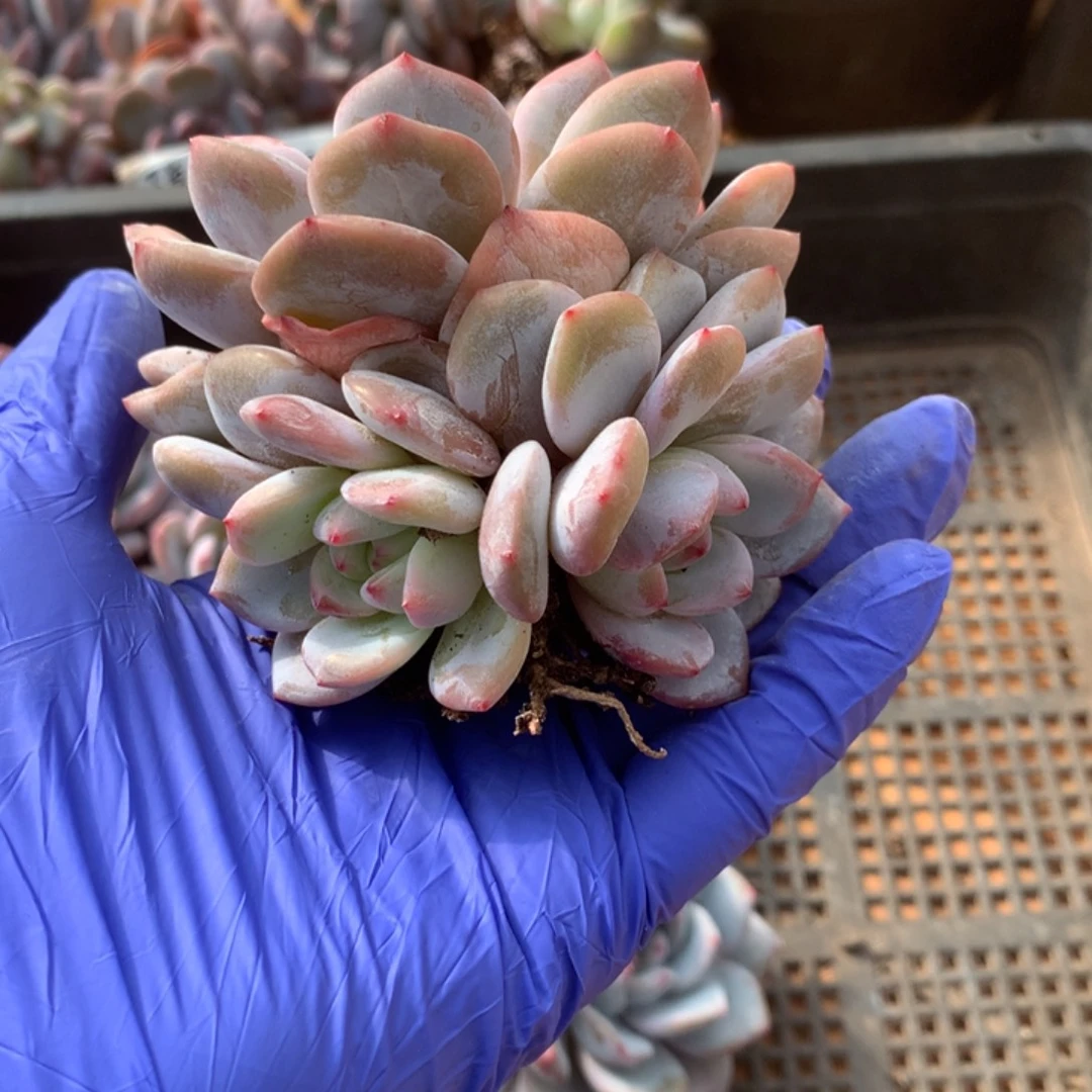 无花朵哈哈哈哈哈哈哈哈6