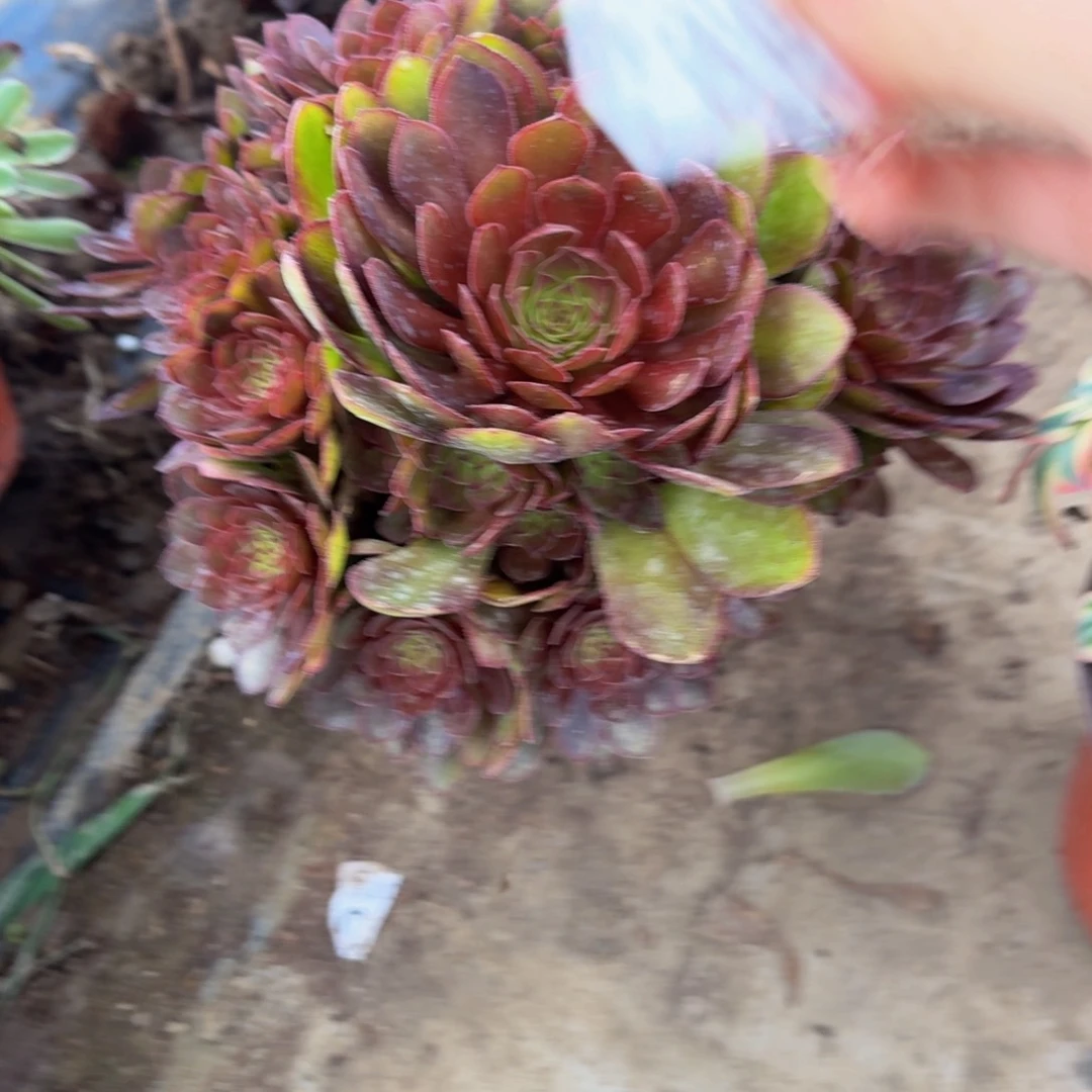 无花朵632多肉植物捧花的时候