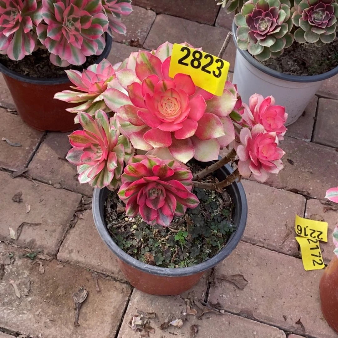 小青城多肉法师2823