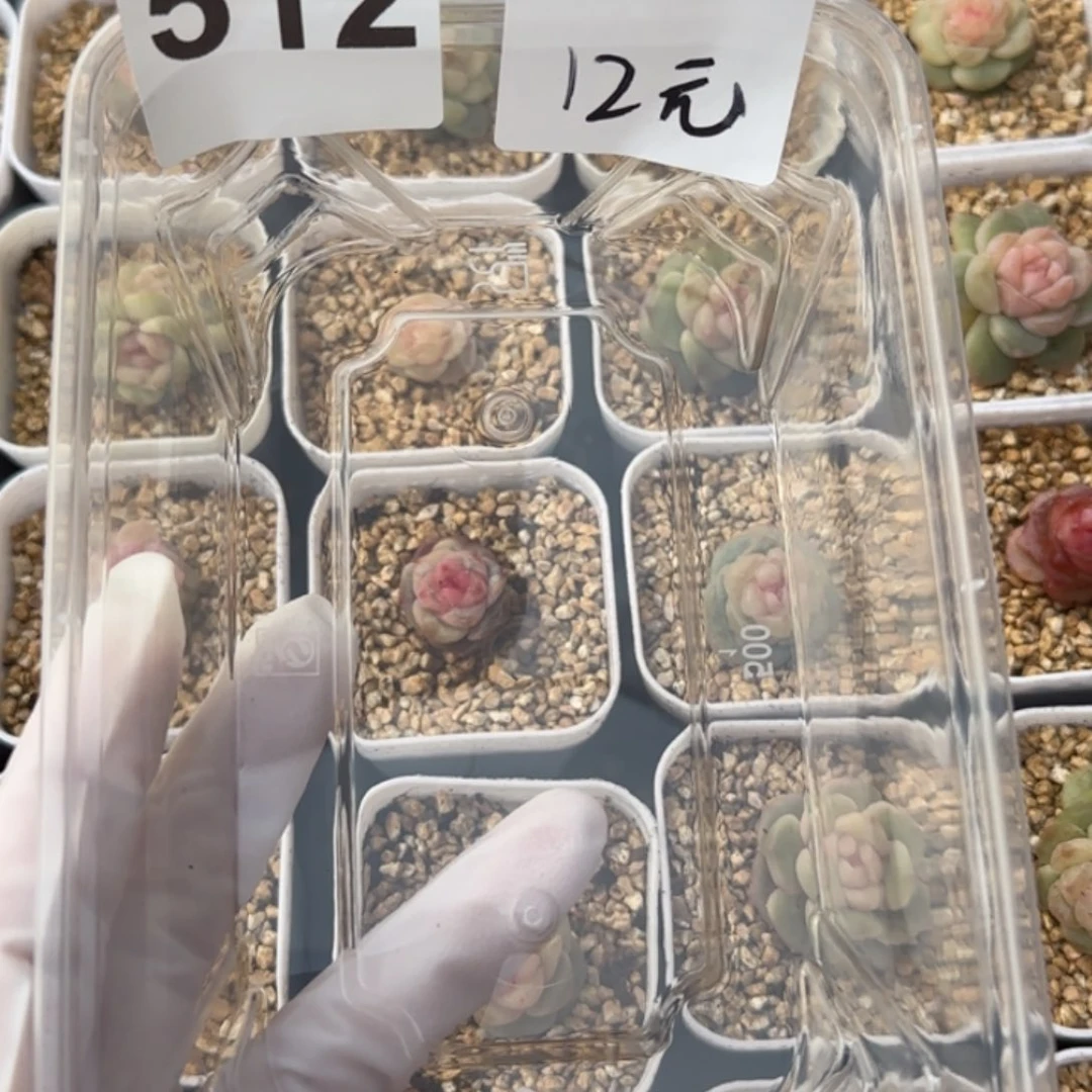 超***财512 王者系列珍妮一盒