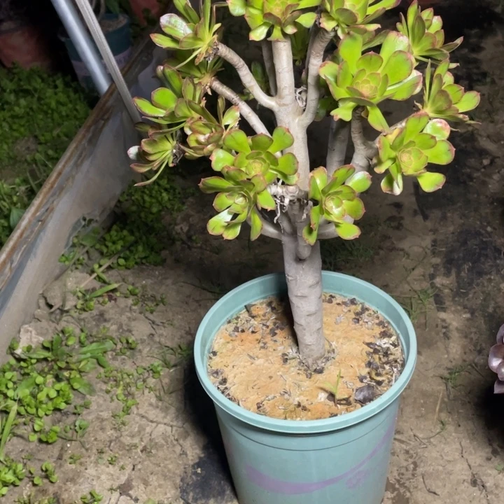 39v锦多肉植物多肉多肉植物