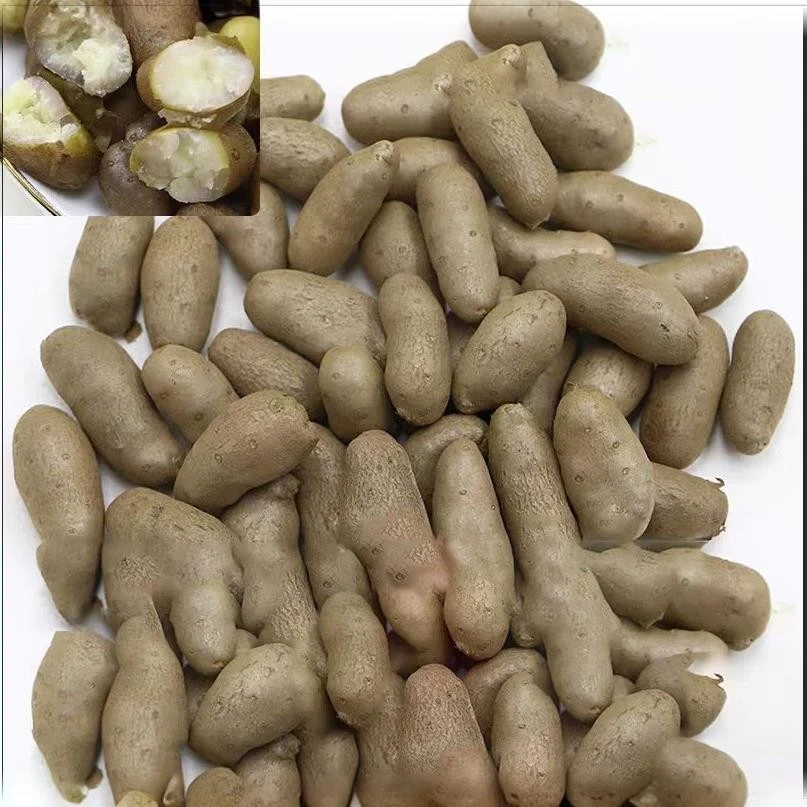 -铁山药豆新鲜糯营养健康小零食黄芪沙参当归白芍中药材金线草