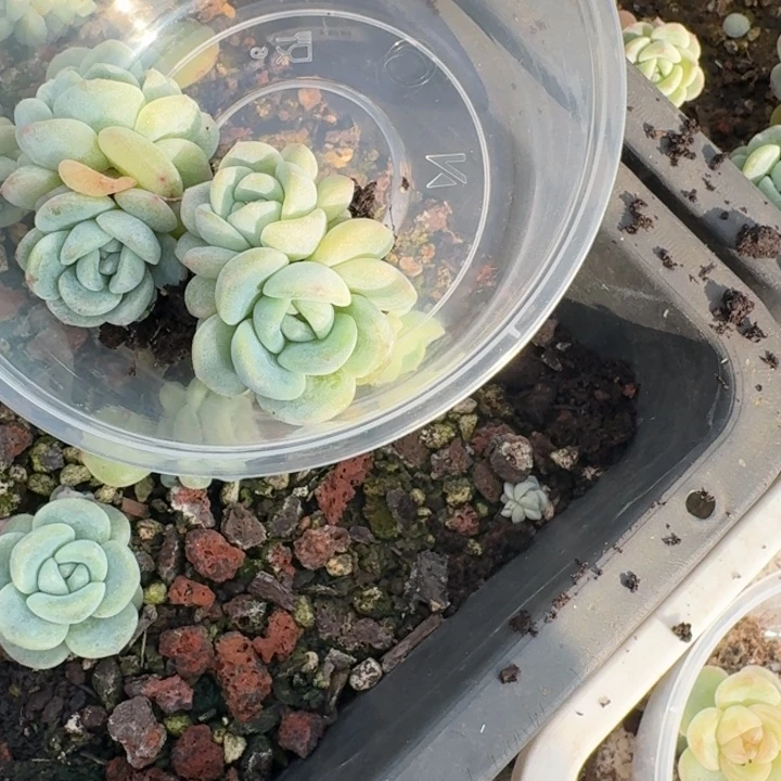 蜜***李196西米露3饭盒一组两颗