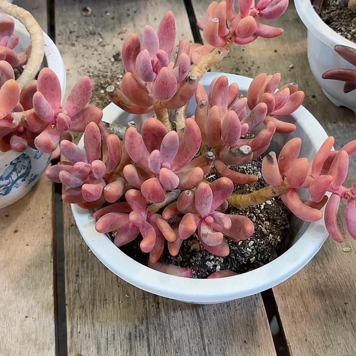 红手指大群多肉盆栽