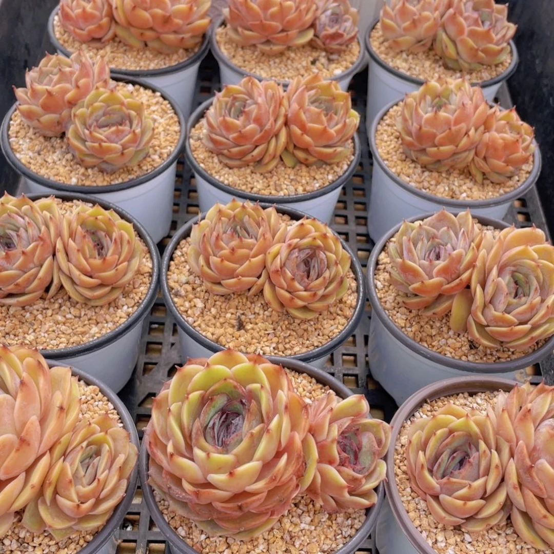 量拍25号 糖心昂斯诺大双头一个