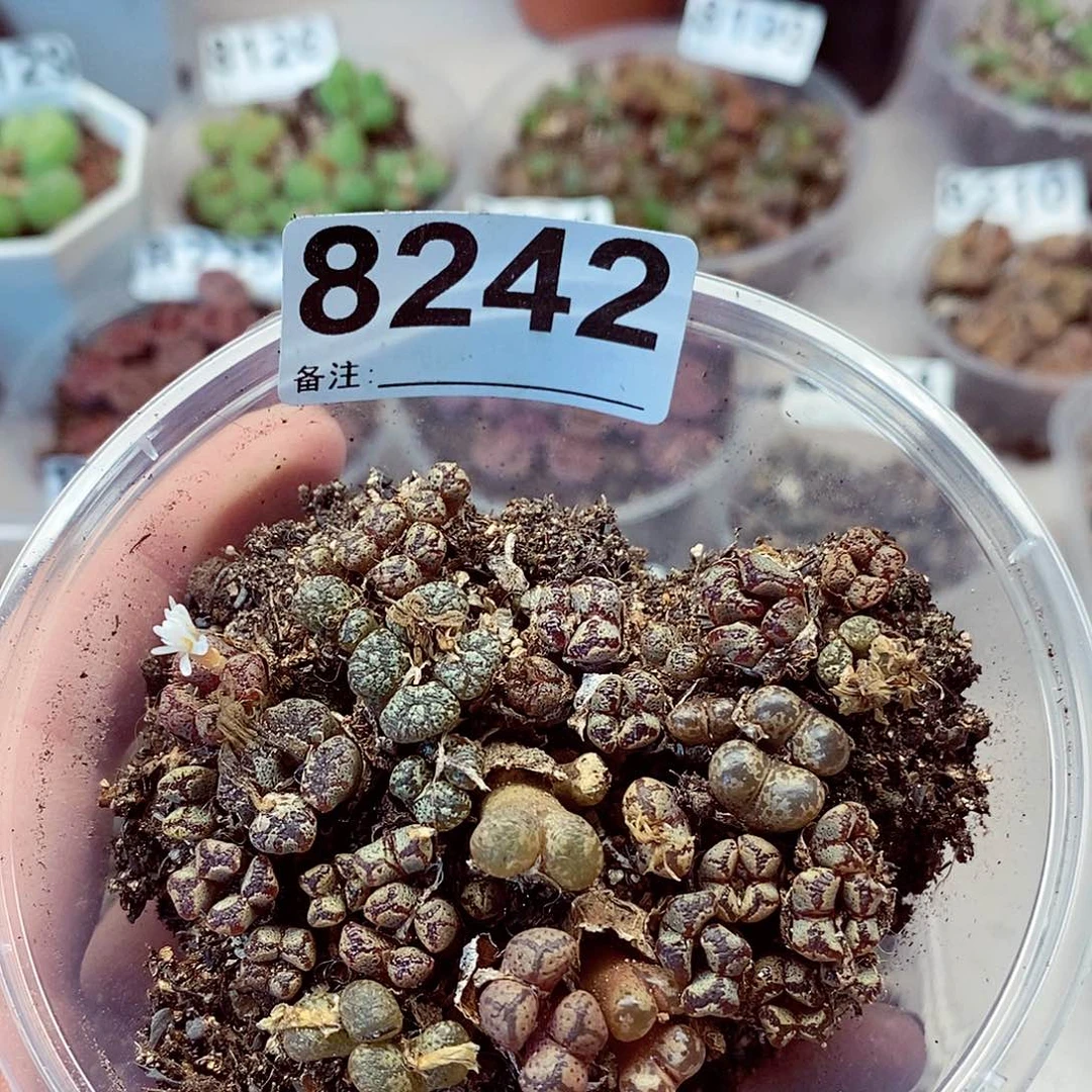 8242龙卡咯蝴蝶勋章