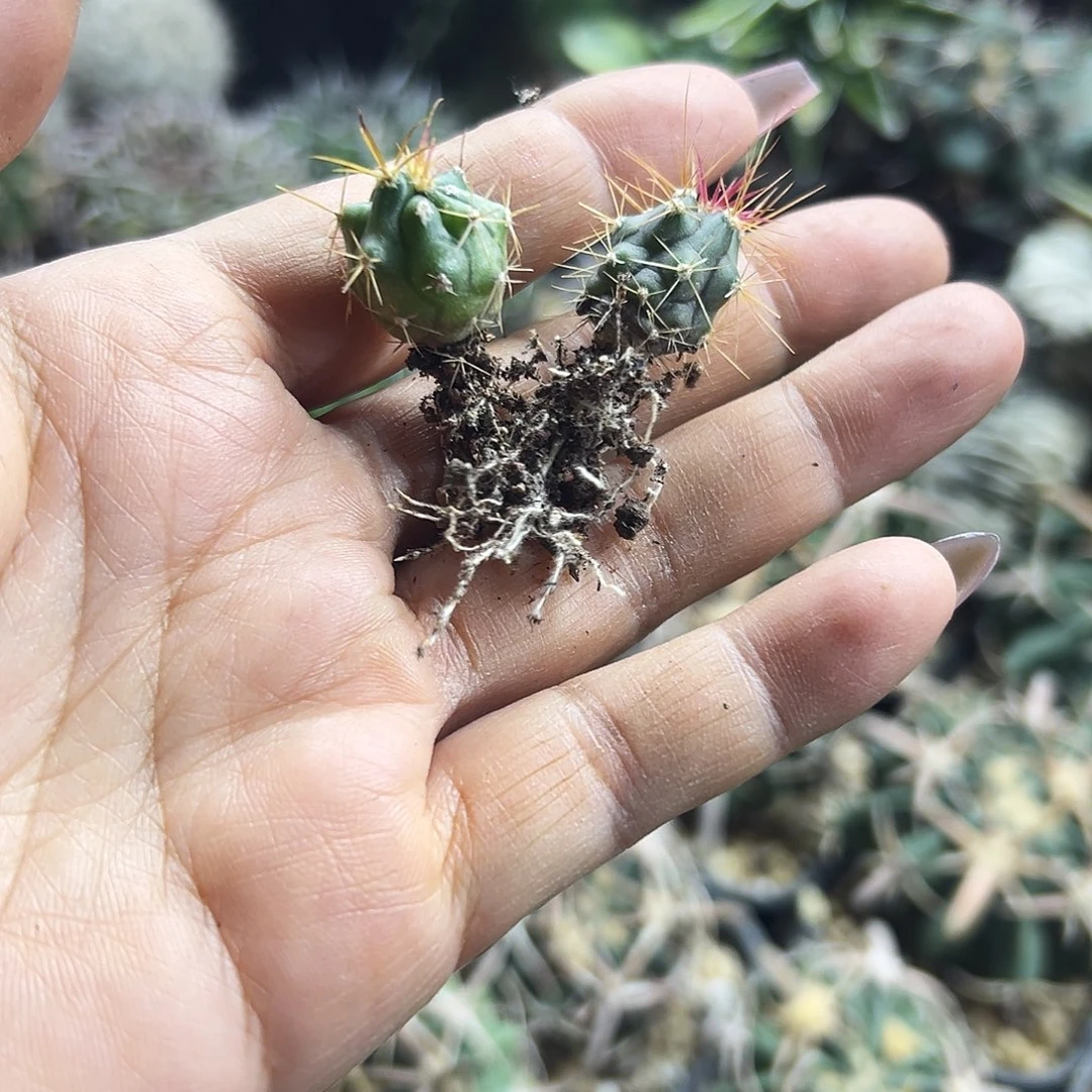 实生金冠龙和红冠龙仙人球6666666