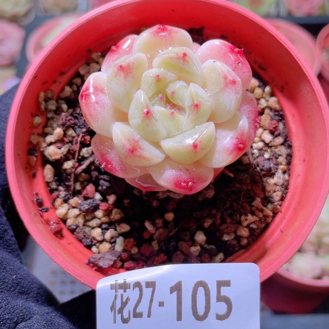 花利美27-105秘境冰魄